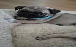 Pug dogs for sale: chipped✔️ 1st vac✔️ 2nd vac✔️ vet health check✔️  - Image 15