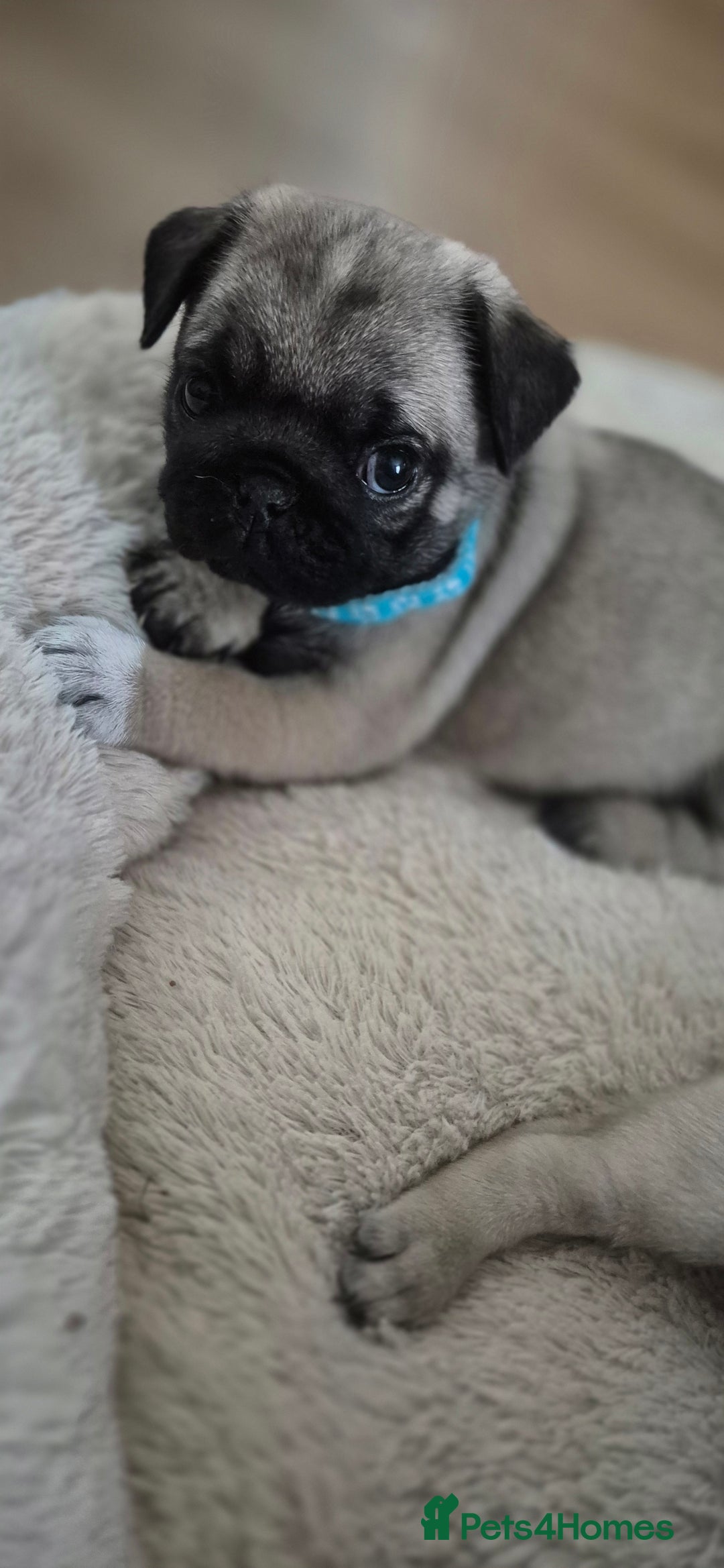 Pug dogs for sale: chipped✔️ 1st vac✔️ 2nd vac✔️ vet health check✔️  - Image 15