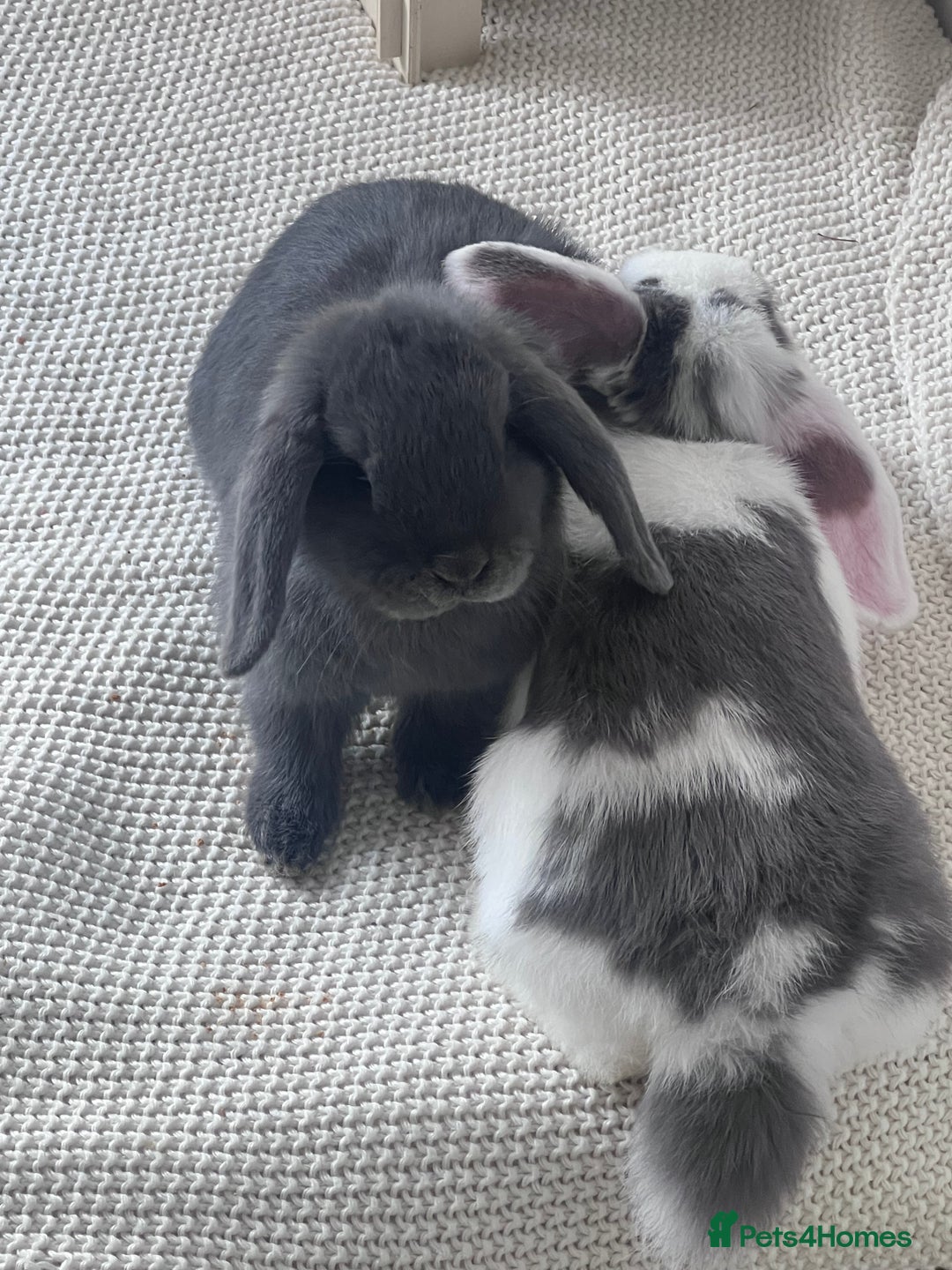 Mini Lop rabbits for sale: Rehoming Two Mini Lops - Image 5