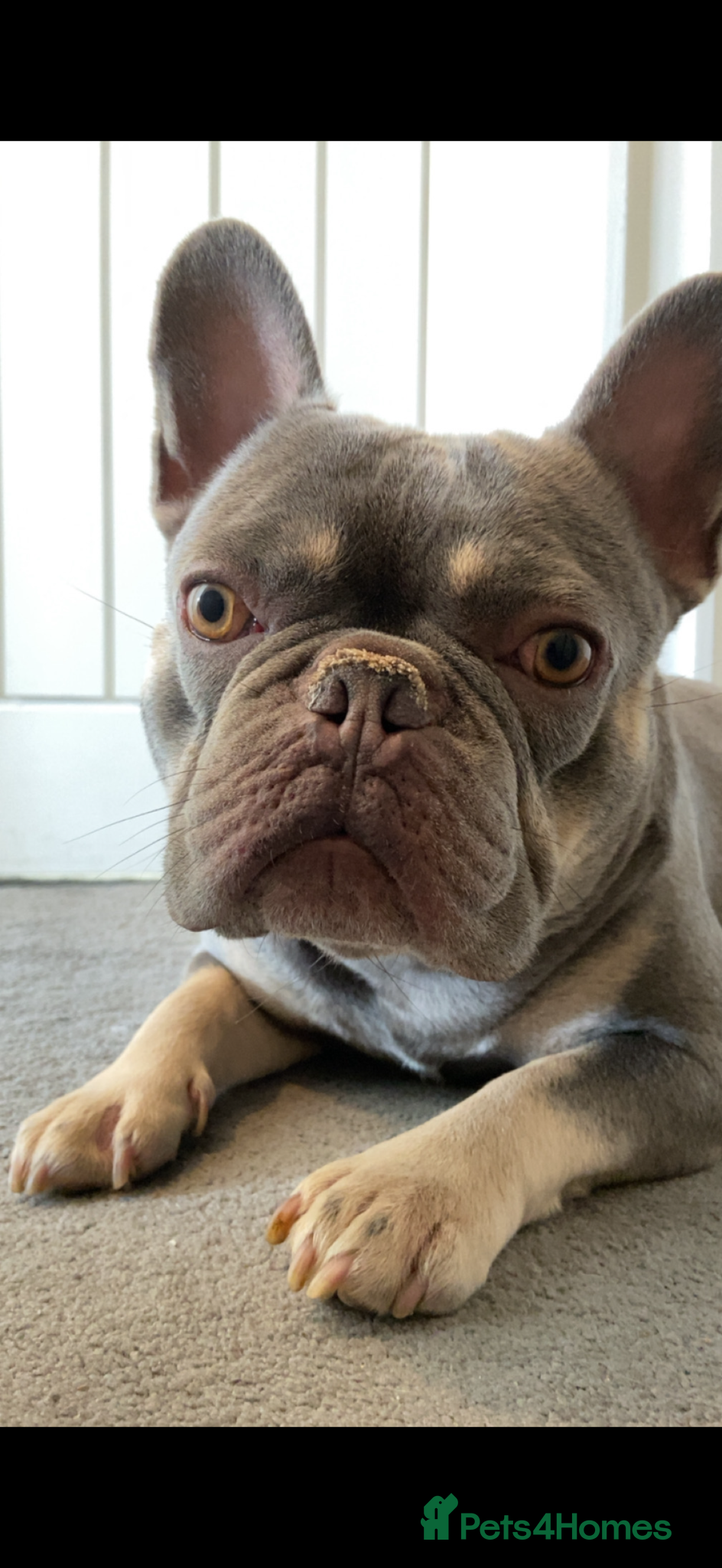 French Bulldog dogs Beautiful boy  - Advert 6