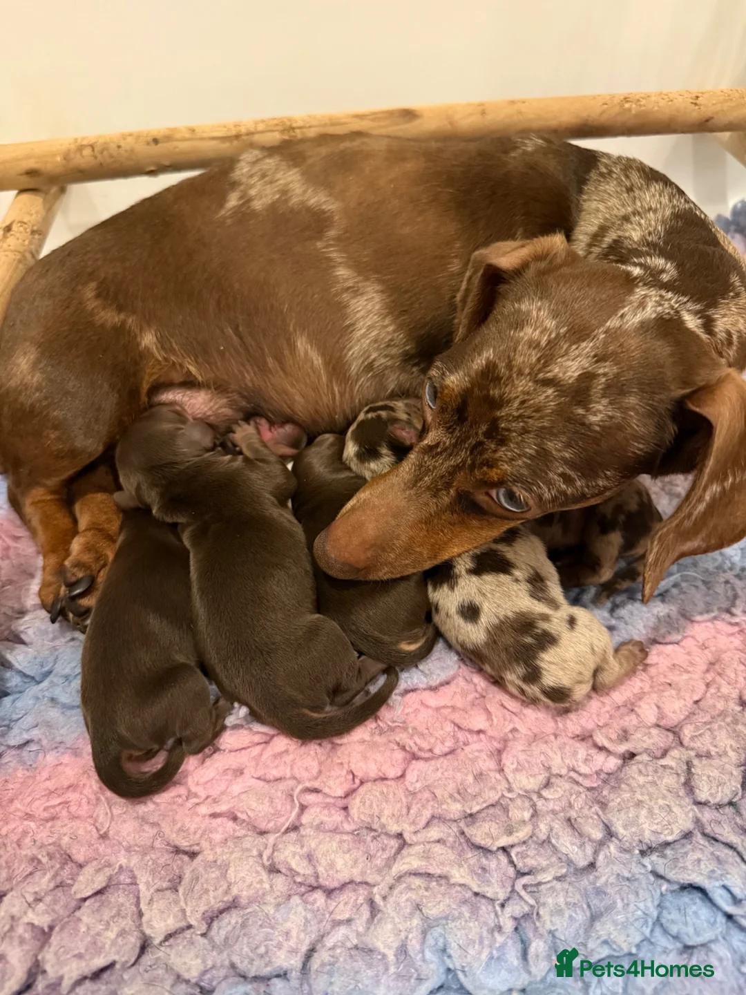 Miniature Dachshund dogs for sale: KC Registered Miniature Dachshund Puppies - Advert 2