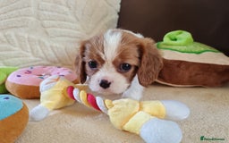 Cavalier King Charles Spaniel dogs for sale: KC Beautiful Cavalier King Charles puppies - Image 28