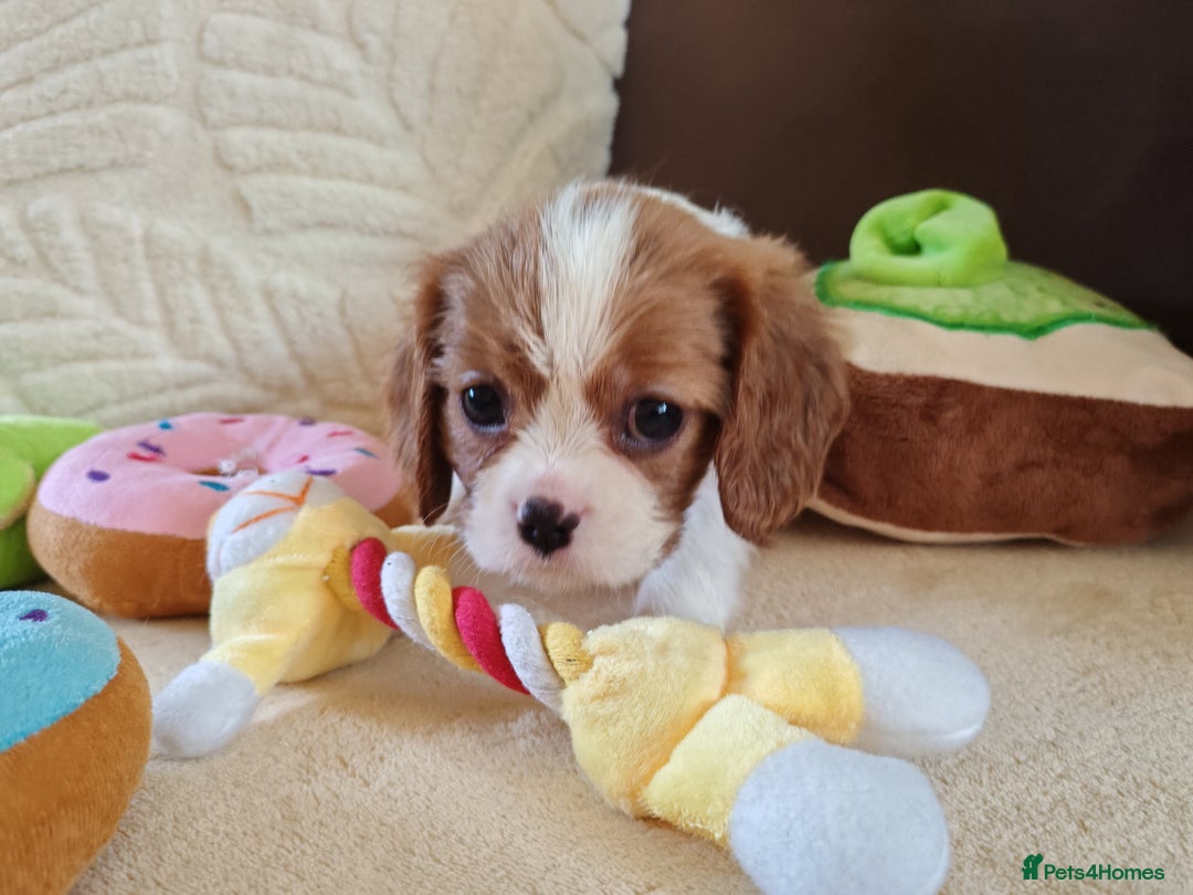 Cavalier King Charles Spaniel dogs for sale: KC Beautiful Cavalier King Charles puppies - Image 28