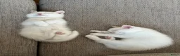 Turkish Angora cats for sale: 🤍 Two White Kittens – Playful & Litter Trained - Advert 3