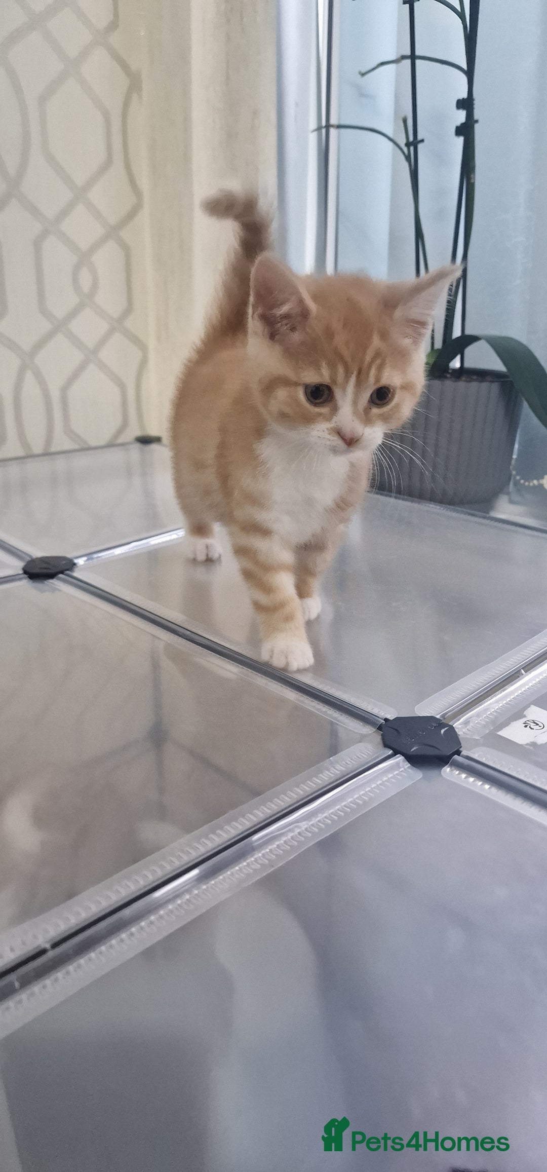 Mixed Breed cats for sale: Gorgeous British Shorthair Kittens for SALE - Advert 23