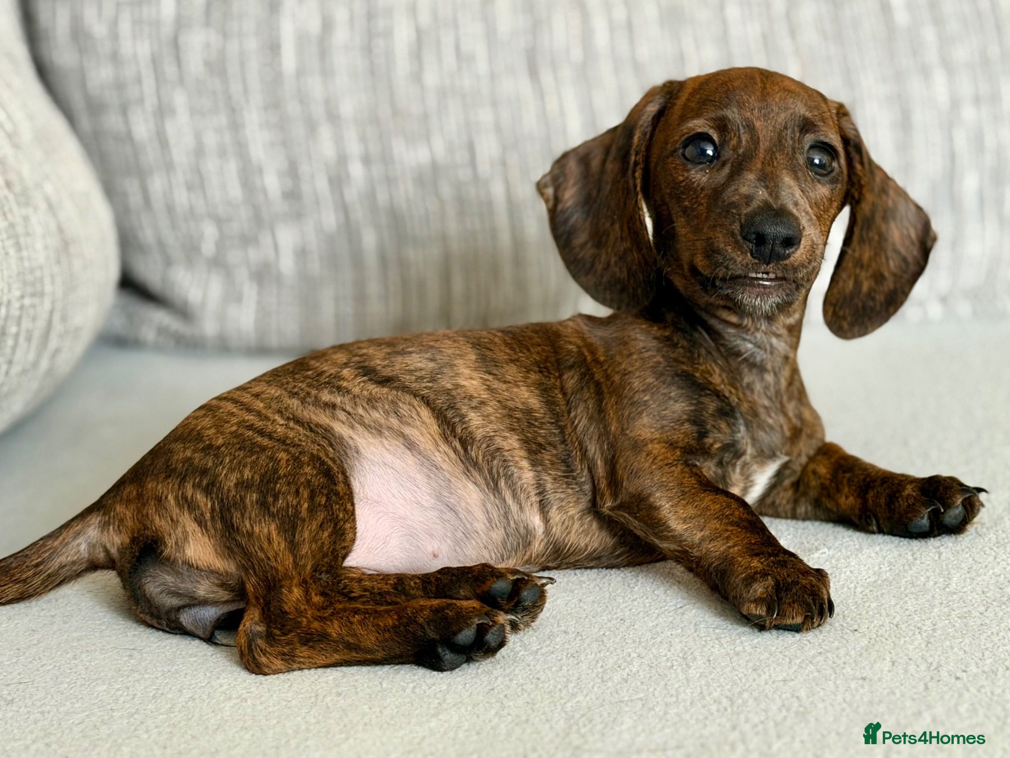 Miniature Dachshund dogs Miniature Dachshund  - Advert 11