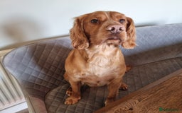 Cocker Spaniel dogs for sale: Tanned Cocker Spaniel  - Advert 2