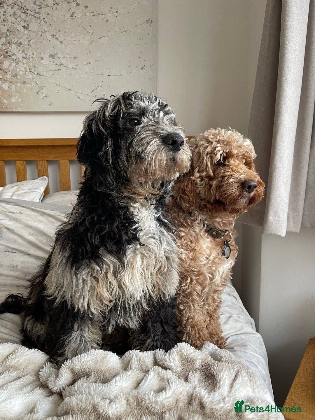 Cockapoo dogs for stud: Merle F1 Cockapoo (Proven) for stud in Penrith - Advert 10