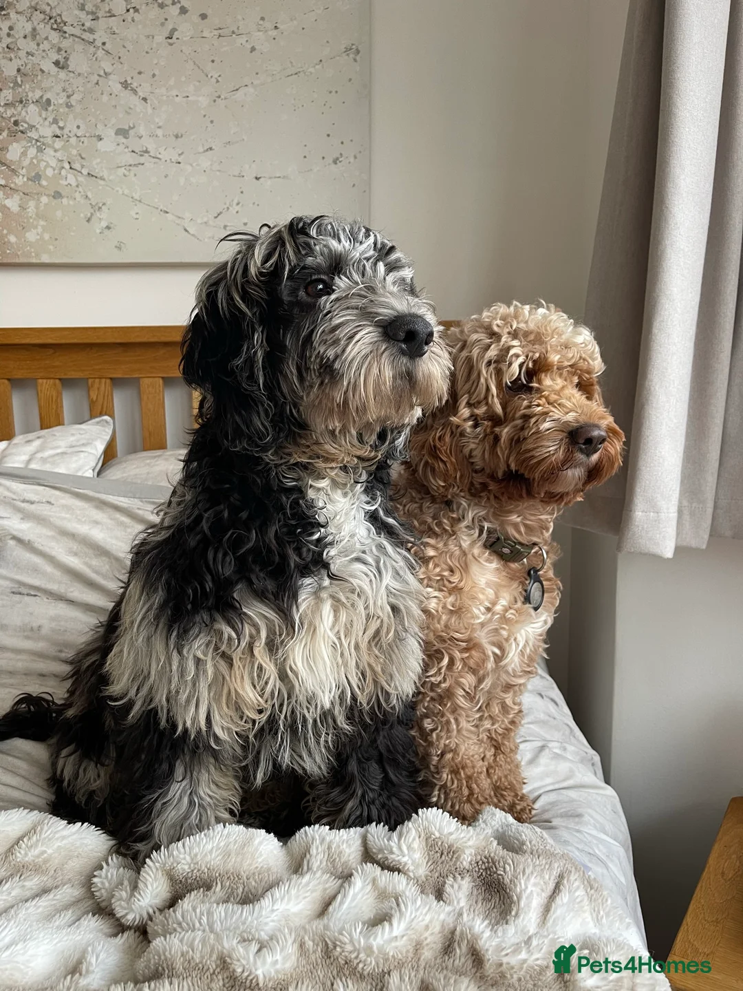 Cockapoo dogs for stud: Merle F1 Cockapoo (Proven) for stud in Penrith - Advert 10