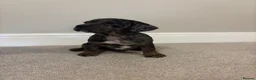 Mixed Breed dogs for sale: (Ready to leave)Cocker X Frenchie puppies in Northwich - Advert 10