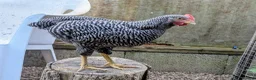 Chickens poultry for sale: Pure Breed Barred Plymouth Rock Cockerel in Winkleigh - Advert 2