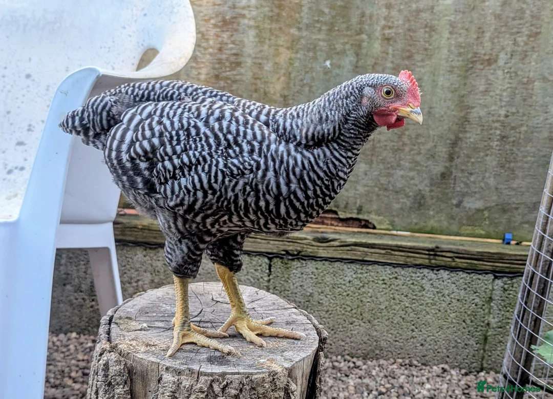 Chickens poultry for sale: Pure Breed Barred Plymouth Rock Cockerel in Winkleigh - Advert 2