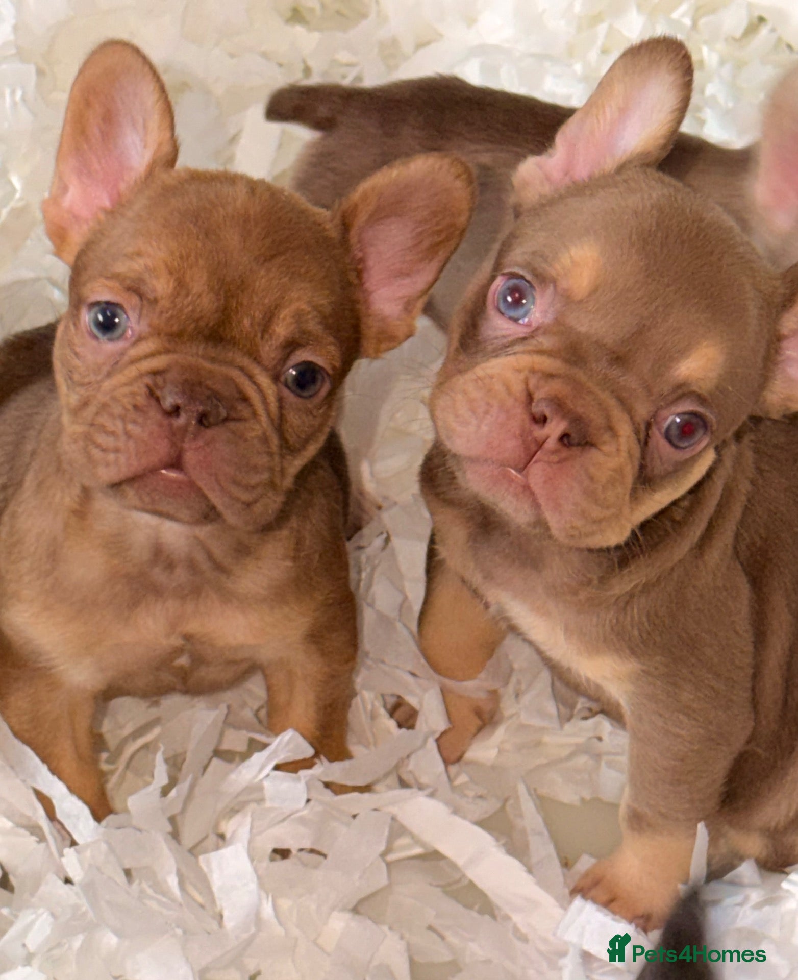 French Bulldog dogs 🐾 6 Beautiful KC Registered French Bulldog Puppys - Advert 1