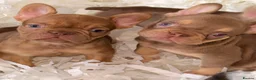 French Bulldog dogs for sale: 🐾 6 Beautiful KC Registered French Bulldog Puppys - Advert 1