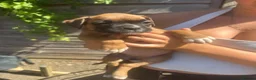 Boxer dogs for sale: Beautiful  boxer puppies 🐶❤️ - Advert 11