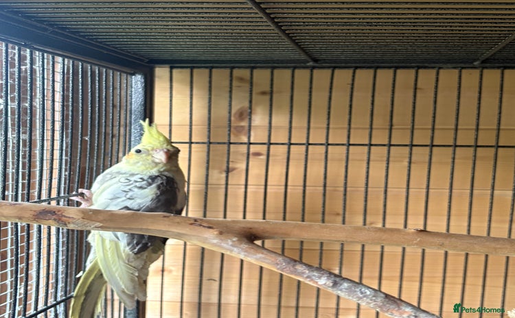 Cockatiels birds - Advert 2