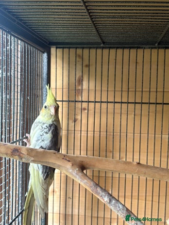 Cockatiels birds - Advert 12