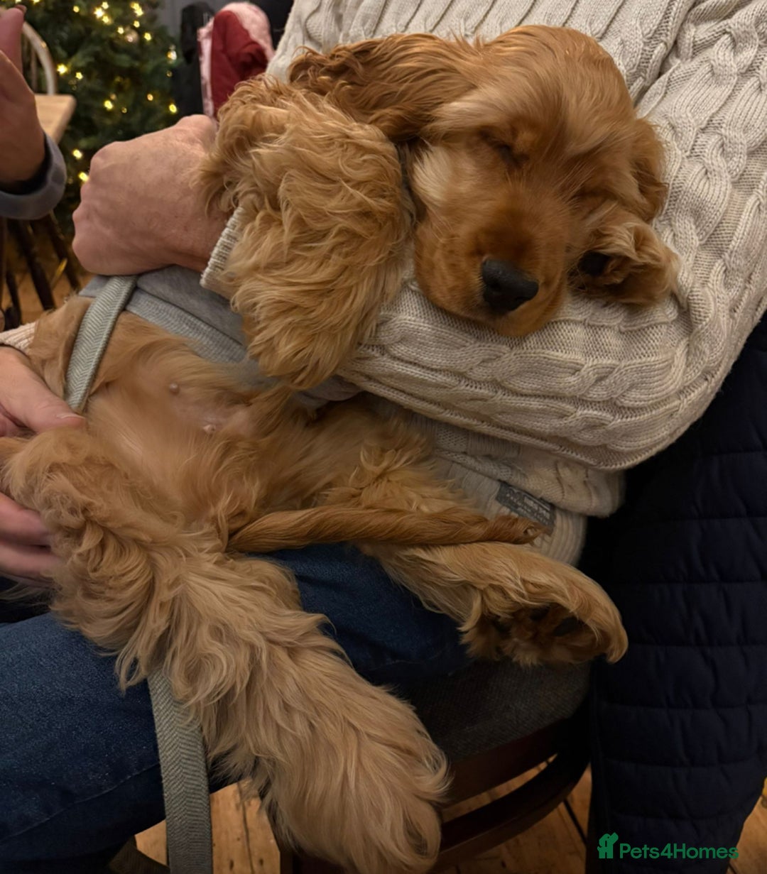 Cocker Spaniel dogs for stud: GOLDEN Show Cocker Pedigree Stud KC/BVA Tested in Bradford-on-Avon - Advert 21