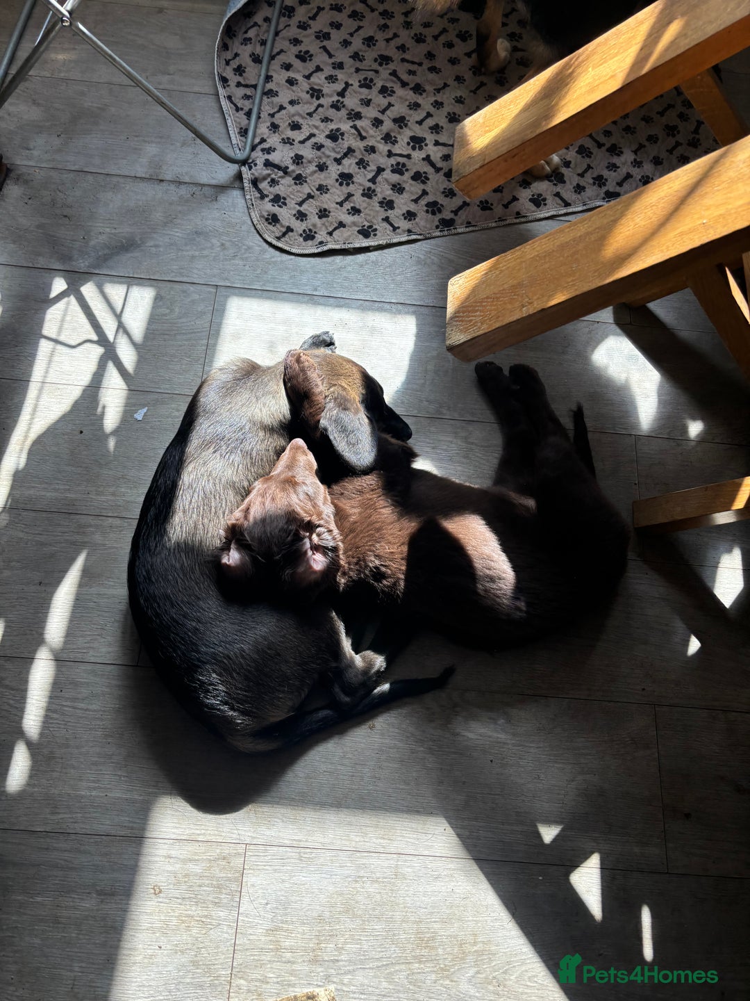 Mixed Breed dogs for sale: Cocker spaniel & boarder collie cross  - Image 5