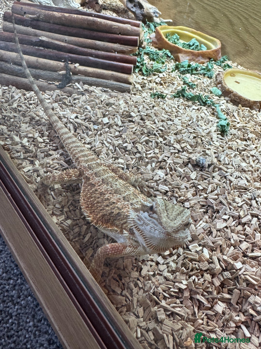 Bearded Dragon reptiles for sale: Bearded dragon and full set up - Image 2