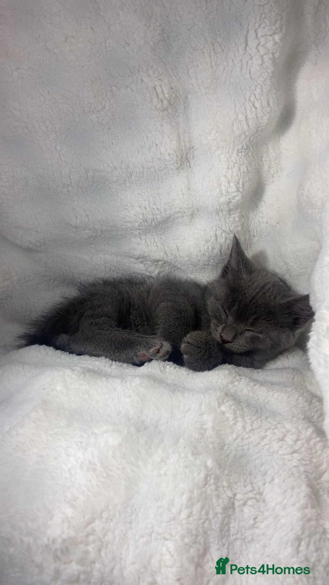 British Shorthair cats for sale: British shorthair x sypnx kitten for sale. - Advert 6