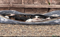 Dachshund dogs for sale: Dachshund puppie - Image 11
