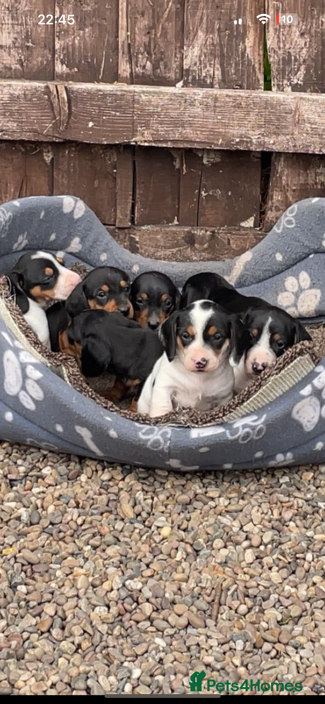 Dachshund dogs for sale: Dachshund puppie - Image 11