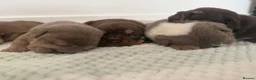English Bulldog dogs for sale: English Bulldog puppies - Advert 4
