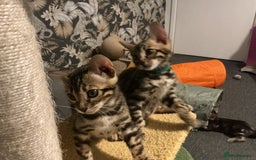 Bengal cats for sale: STUNNING TICA reg Bengal kittens ready to reserve - Image 11