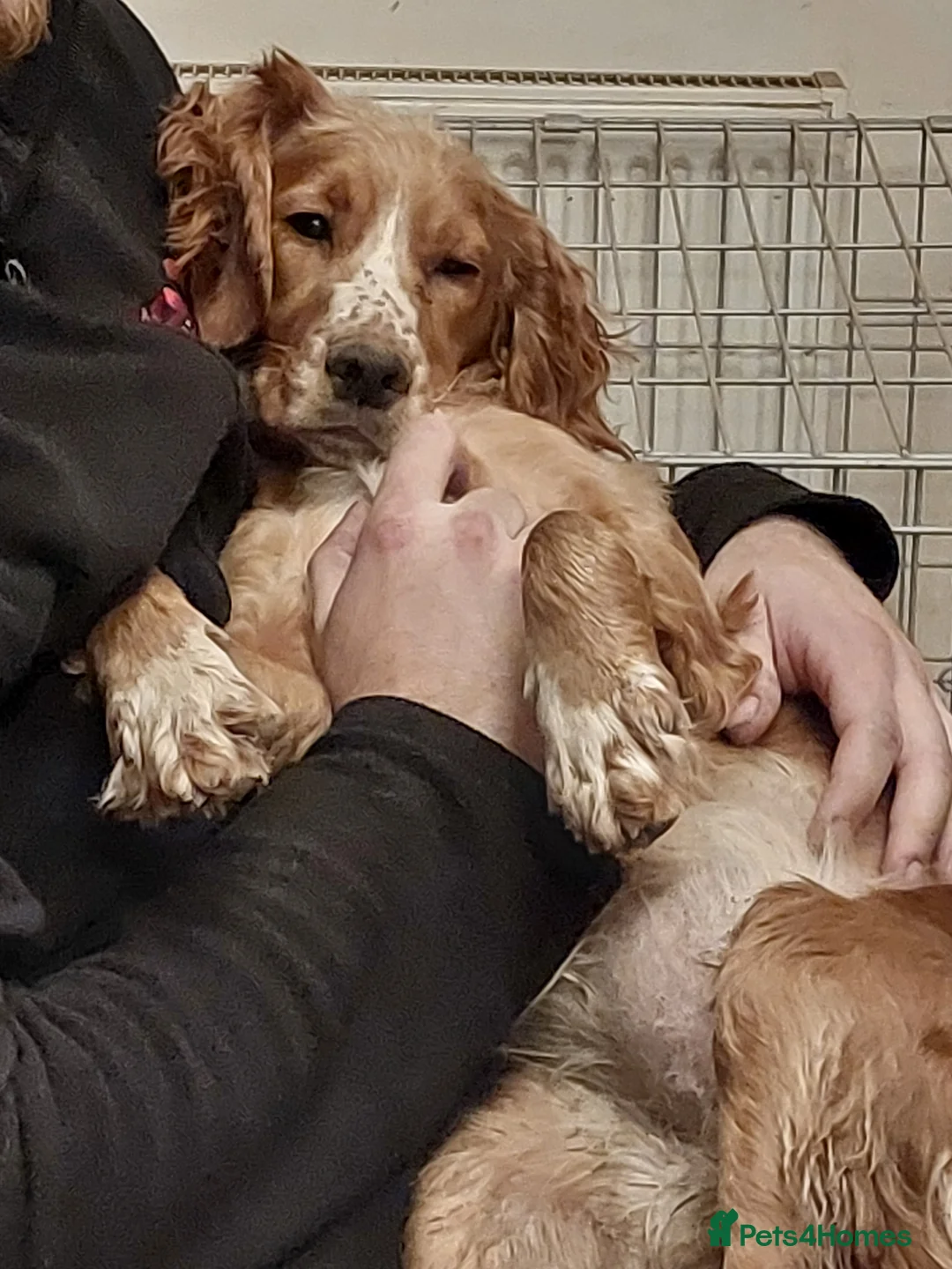 Cocker Spaniel dogs for sale: Beautiful Working cocker Spaniel female  - Advert 3