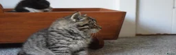 Mixed Breed cats for sale: 5 Beautiful Kittens Looking for Forever Homes - Advert 17