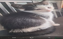 Mixed Breed cats for sale: 2 kittens one male one female - Image 5