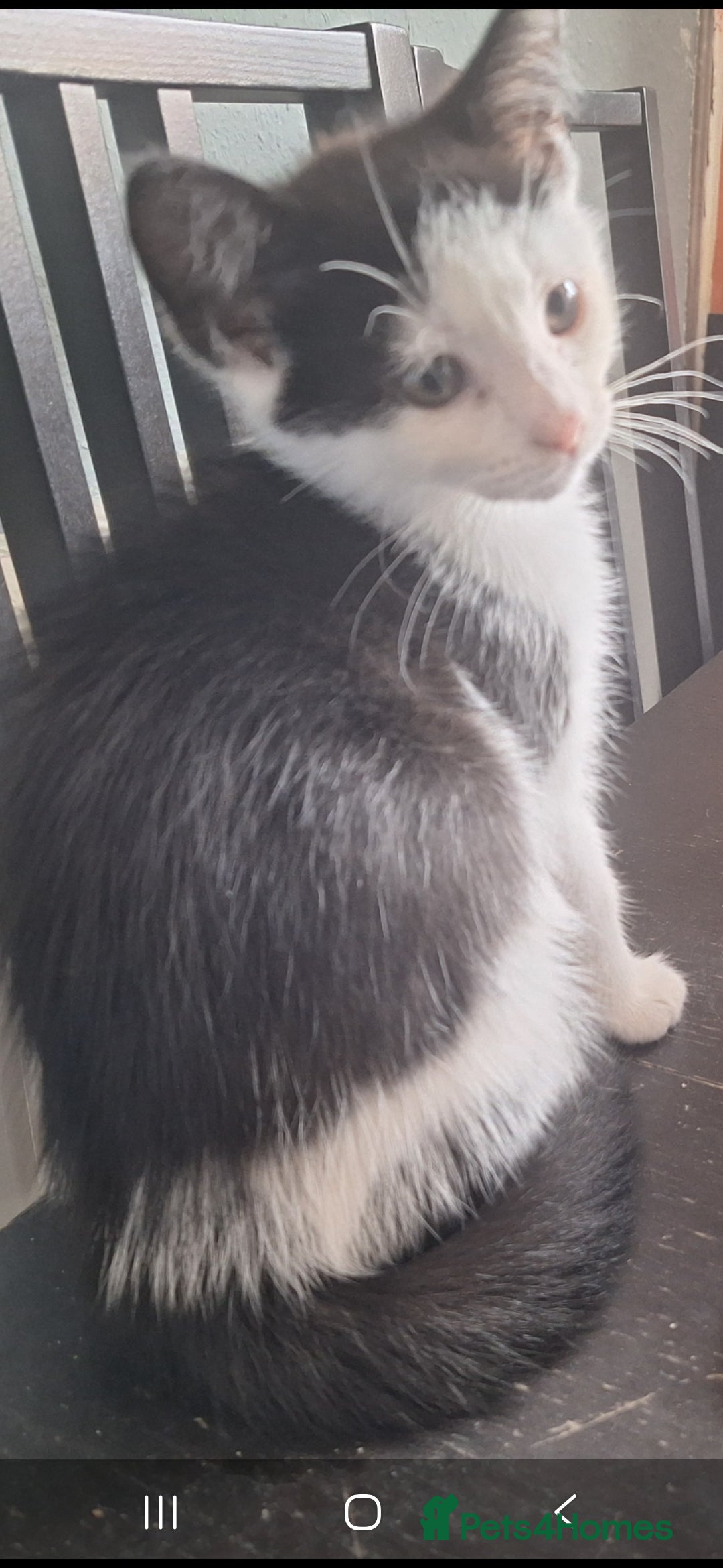 Mixed Breed cats for sale: 2 kittens one male one female - Image 5