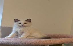 Ragdoll cats for sale:  Last two pure Ragdolls ready now reduced price - Image 13