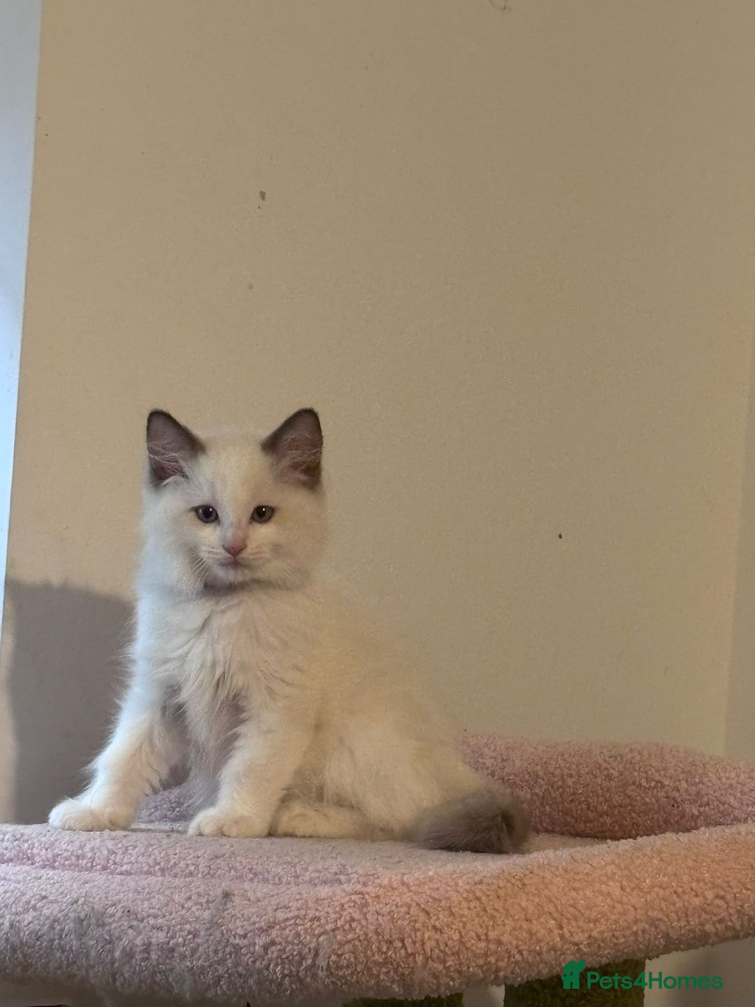 Ragdoll cats for sale:  Last two pure Ragdolls ready now reduced price - Image 13