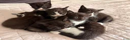 Mixed Breed cats for sale: Gorgeous Bundles of Fun - Advert 1