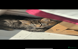 Mixed Breed cats for sale: Kitten for sale  in Slough - Image 3
