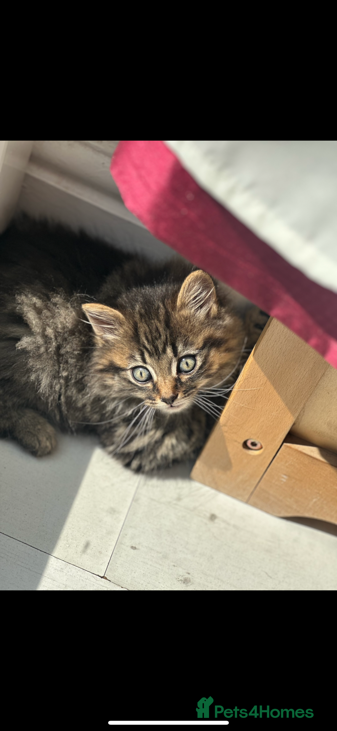 Mixed Breed cats for sale: Kitten for sale  in Slough - Image 3