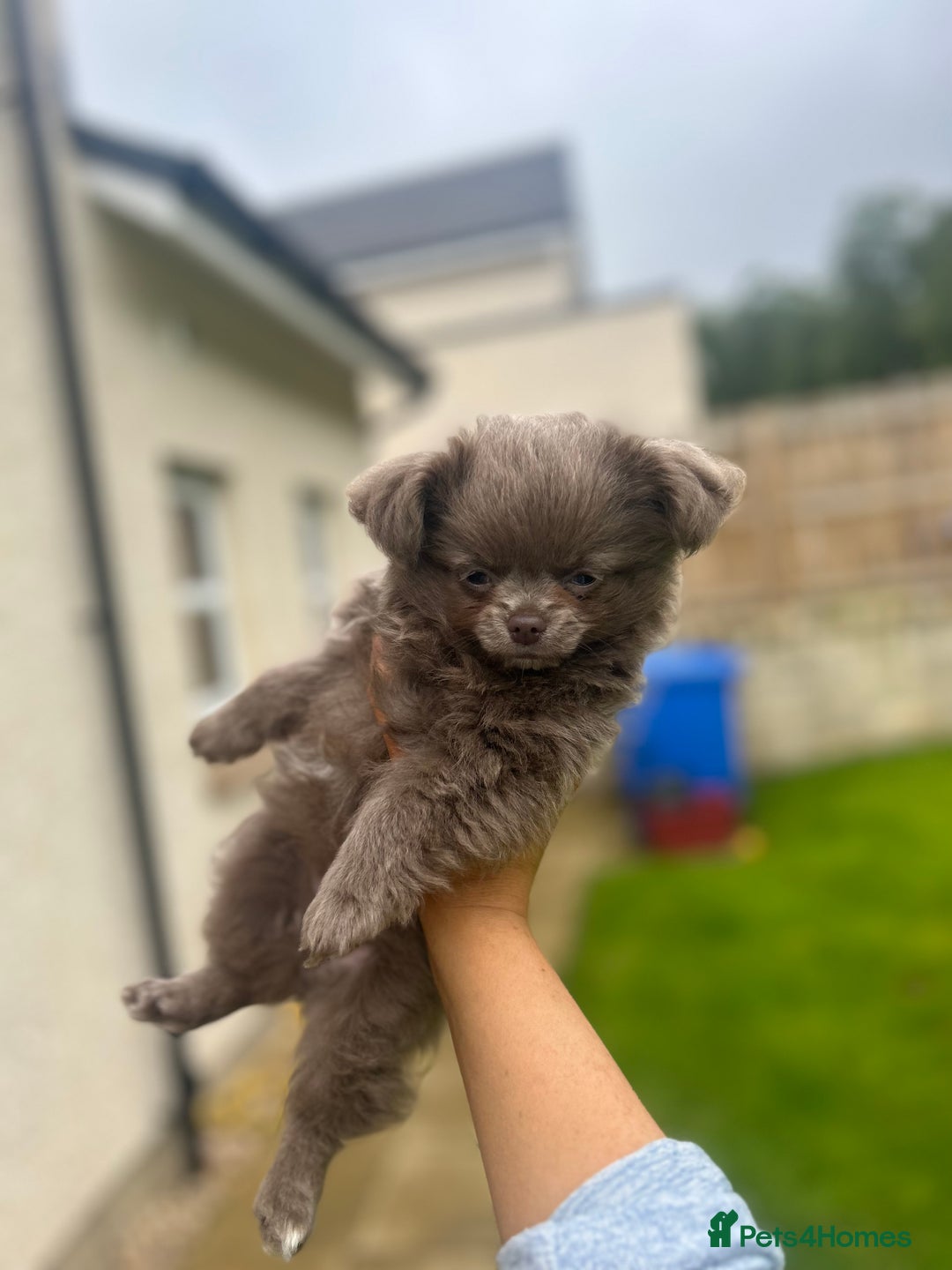 Chihuahua dogs for sale: Beautiful long coat pure breed chihuahua  - Image 17
