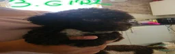 Cockapoo dogs for sale: 9 poodle puppies  - Advert 6