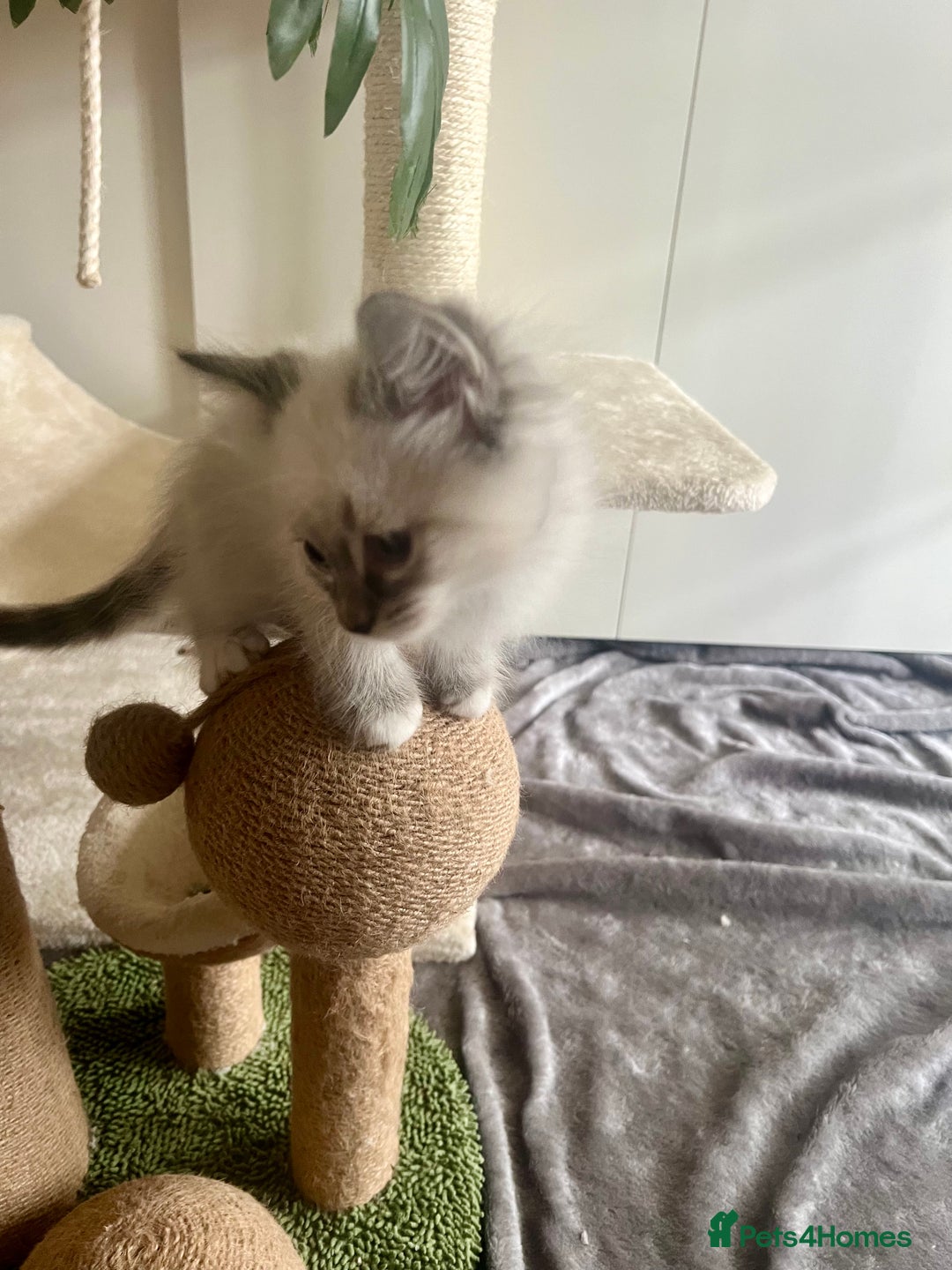 Siberian cats for sale: Hypoallergenic Female Siberian Blue eyes Neva - Advert 24