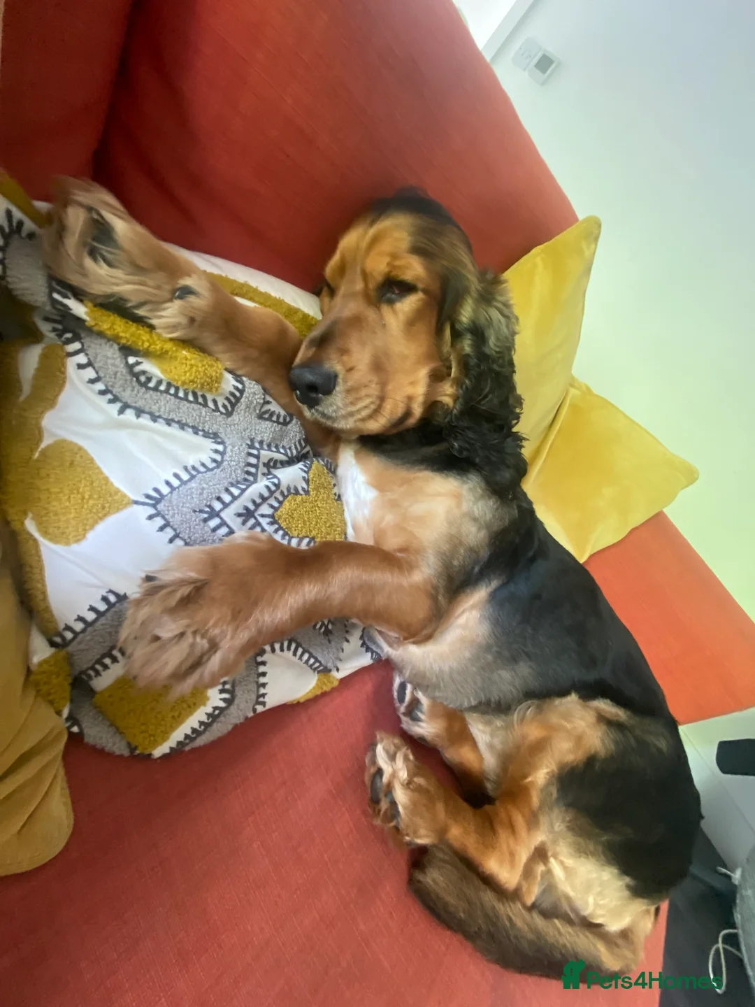 Cocker Spaniel dogs for stud: *For stud* Ringo the cocker spaniel - Advert 9