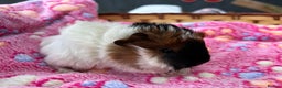 Guinea Pig rodents for sale: Guinea pigs for reservation  - Advert 7