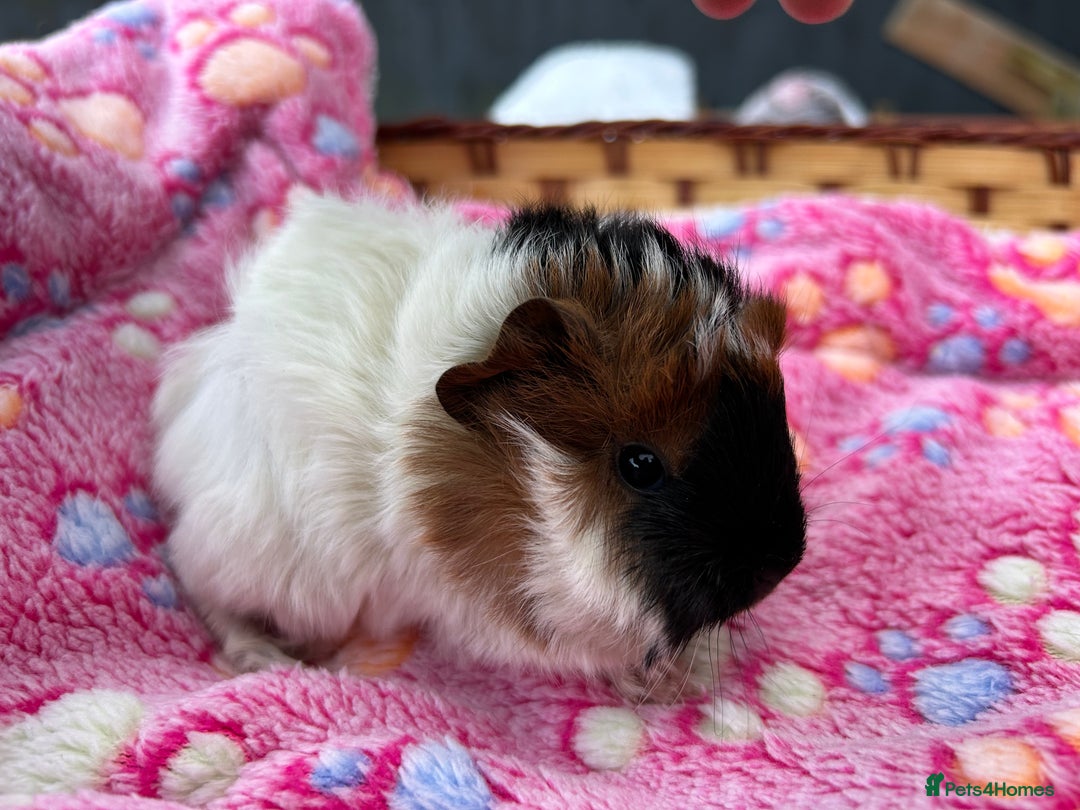 Guinea Pig rodents for sale: Guinea pigs for reservation  - Advert 7