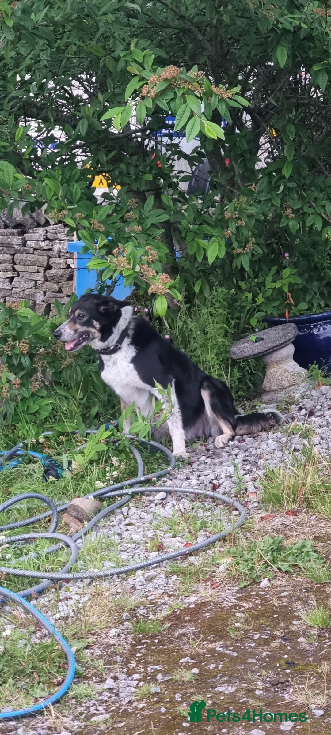 Border Collie dogs for sale: ISDS REGISTERED BORDER COLLIE PUPS - Image 12
