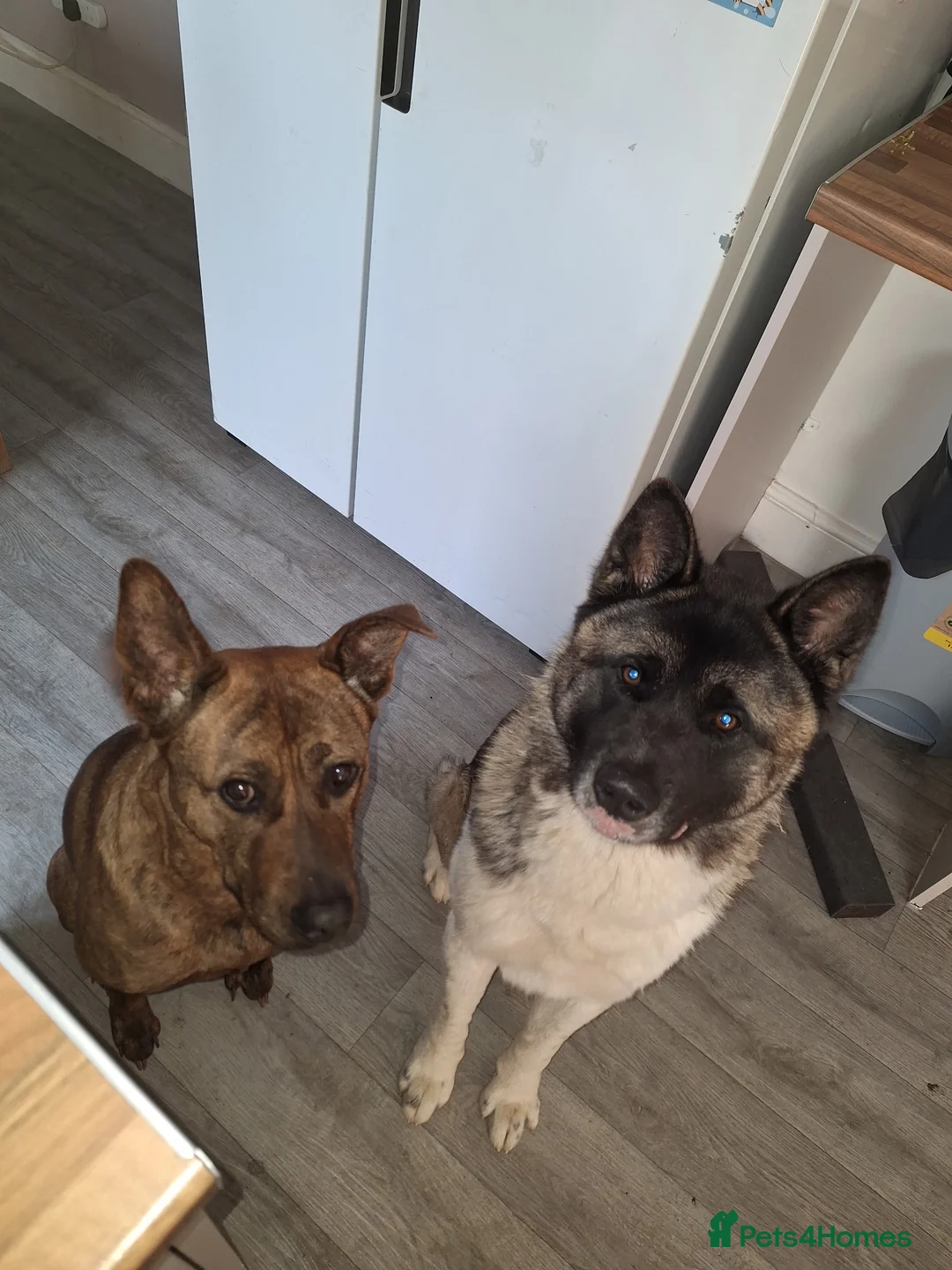 Akita dogs for sale: Neo ♡ - Advert 1