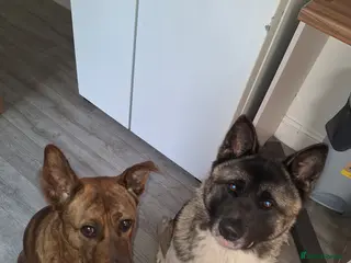 Akita dogs Neo ♡ - Advert 15