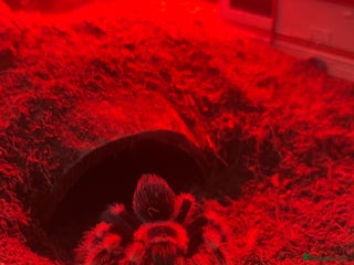 Tarantulas invertebrates FEMALE MEXICAN RED KNEE COMPLETE SETUP - Advert 6