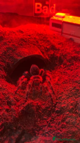 Tarantulas invertebrates FEMALE MEXICAN RED KNEE COMPLETE SETUP - Advert 3