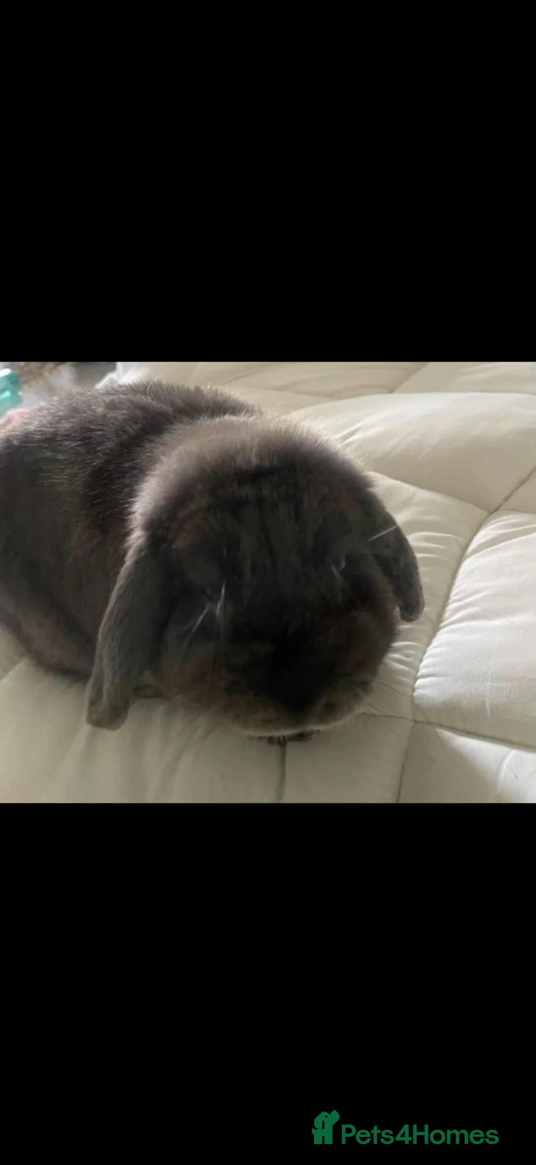 Dwarf Lop rabbits for sale: Grey Male rabbit - Advert 2